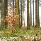 Nebelstimmung im Wald 