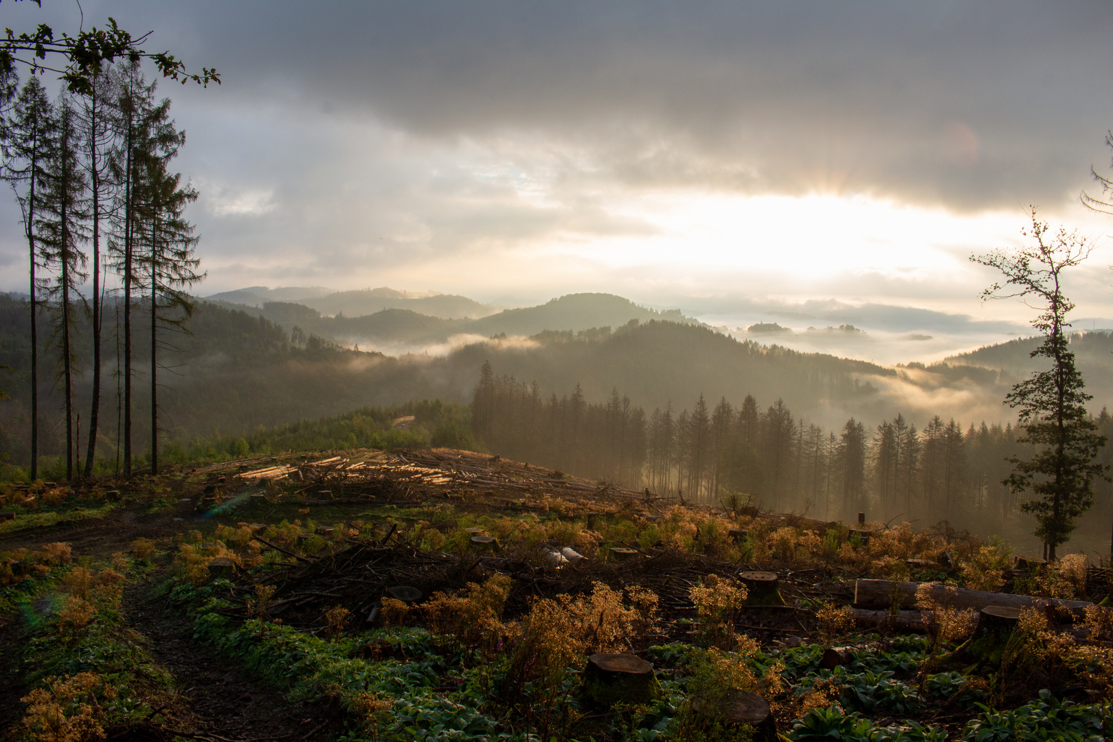 Nebelstimmung im Wald 