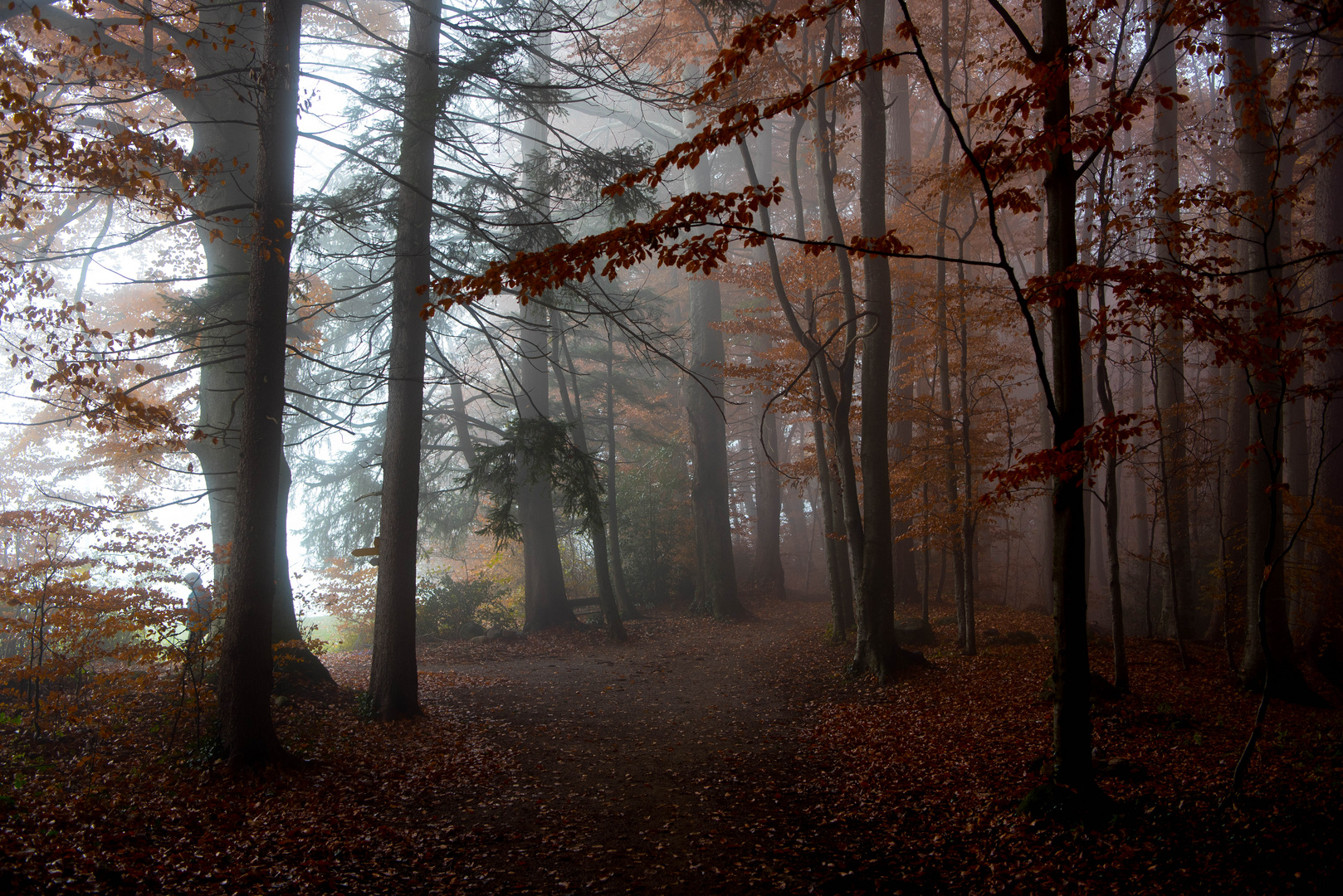 Nebelstimmung im Wald