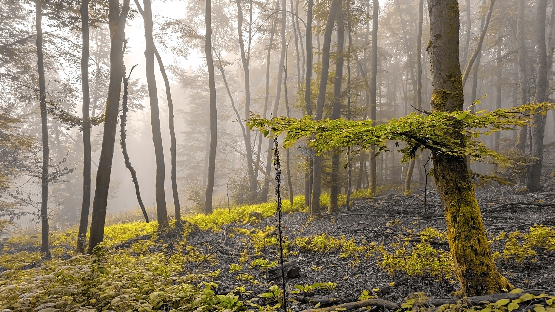 Nebelstimmung im Waldesgrün