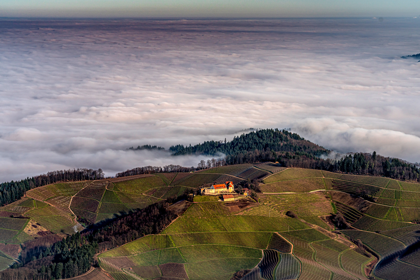 Nebelstimmung in den Weinbergen 