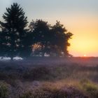 Nebelstimmung in der Heide