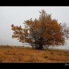 Nebelstimmung in der Rhoen