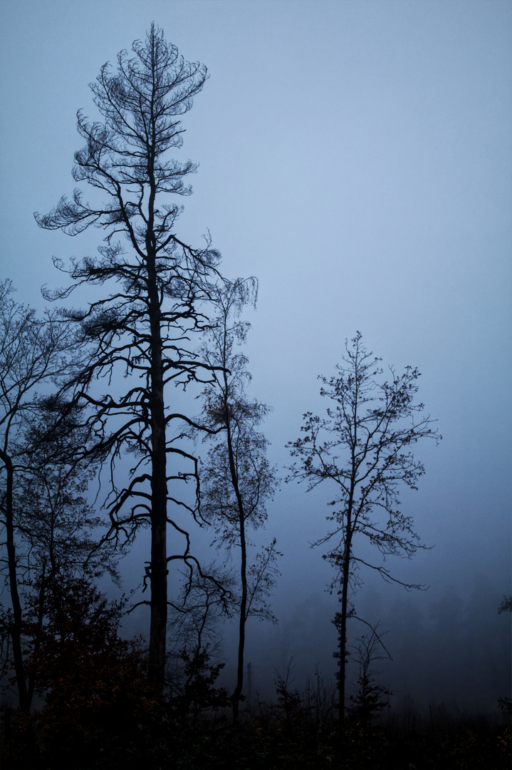 Nebelstimmung in einem Hauch von Blau