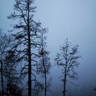 Nebelstimmung in einem Hauch von Blau