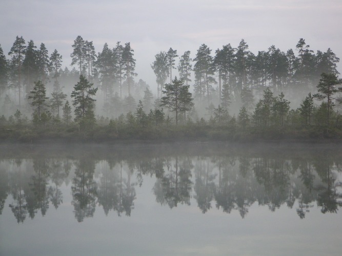 Nebelstimmung in Finnland