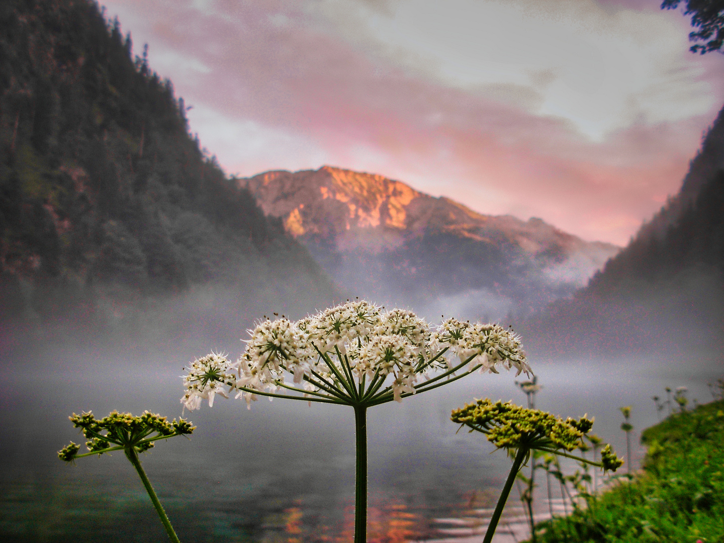 Nebelstimmung mit Blume