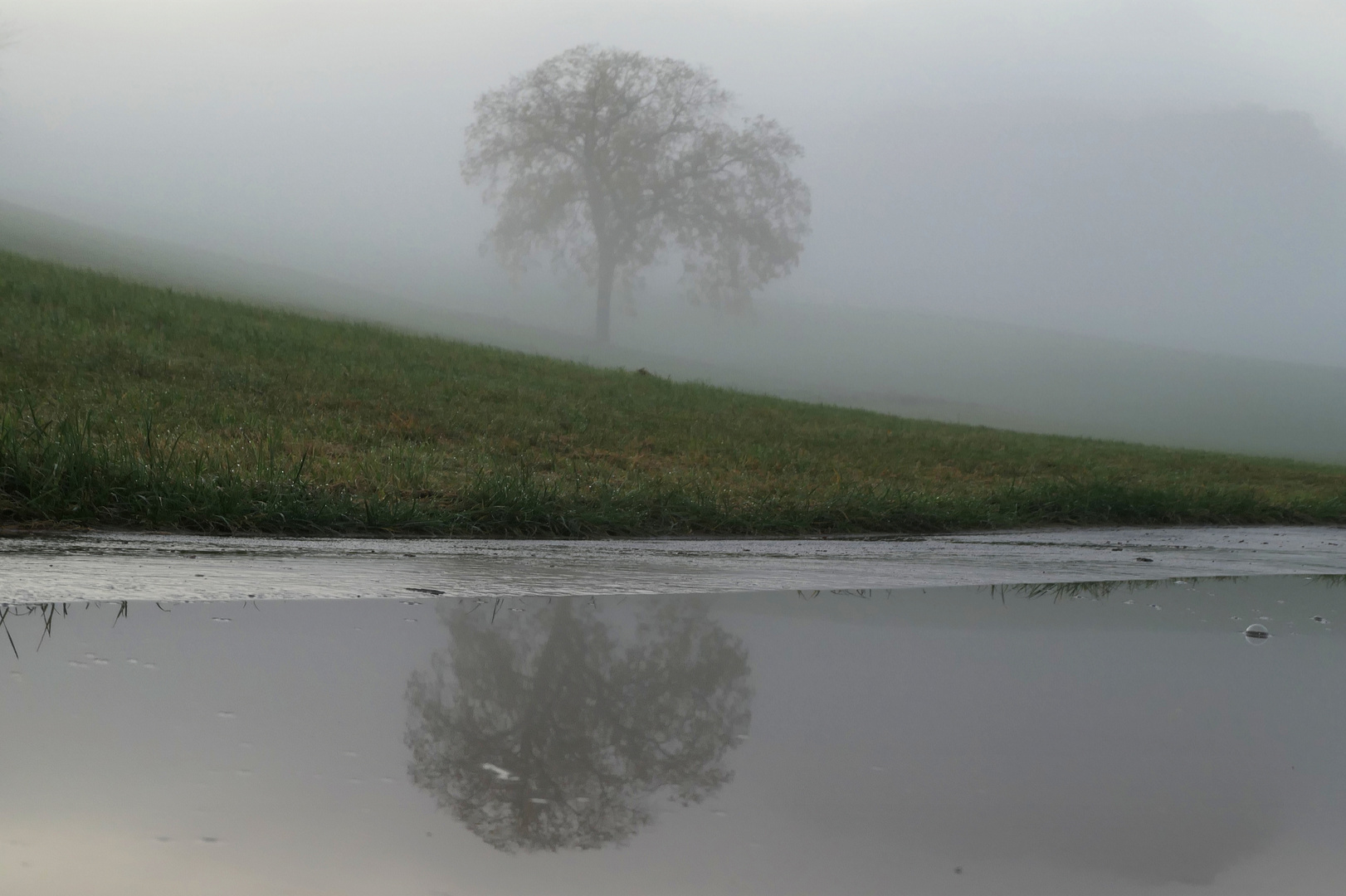 Nebelstimmung mit Pfütze