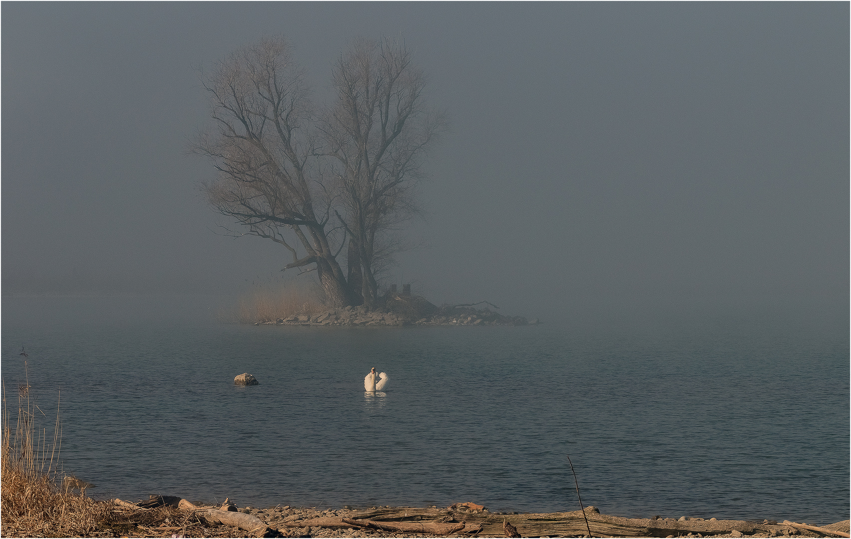 Nebelstimmung mit Schwan