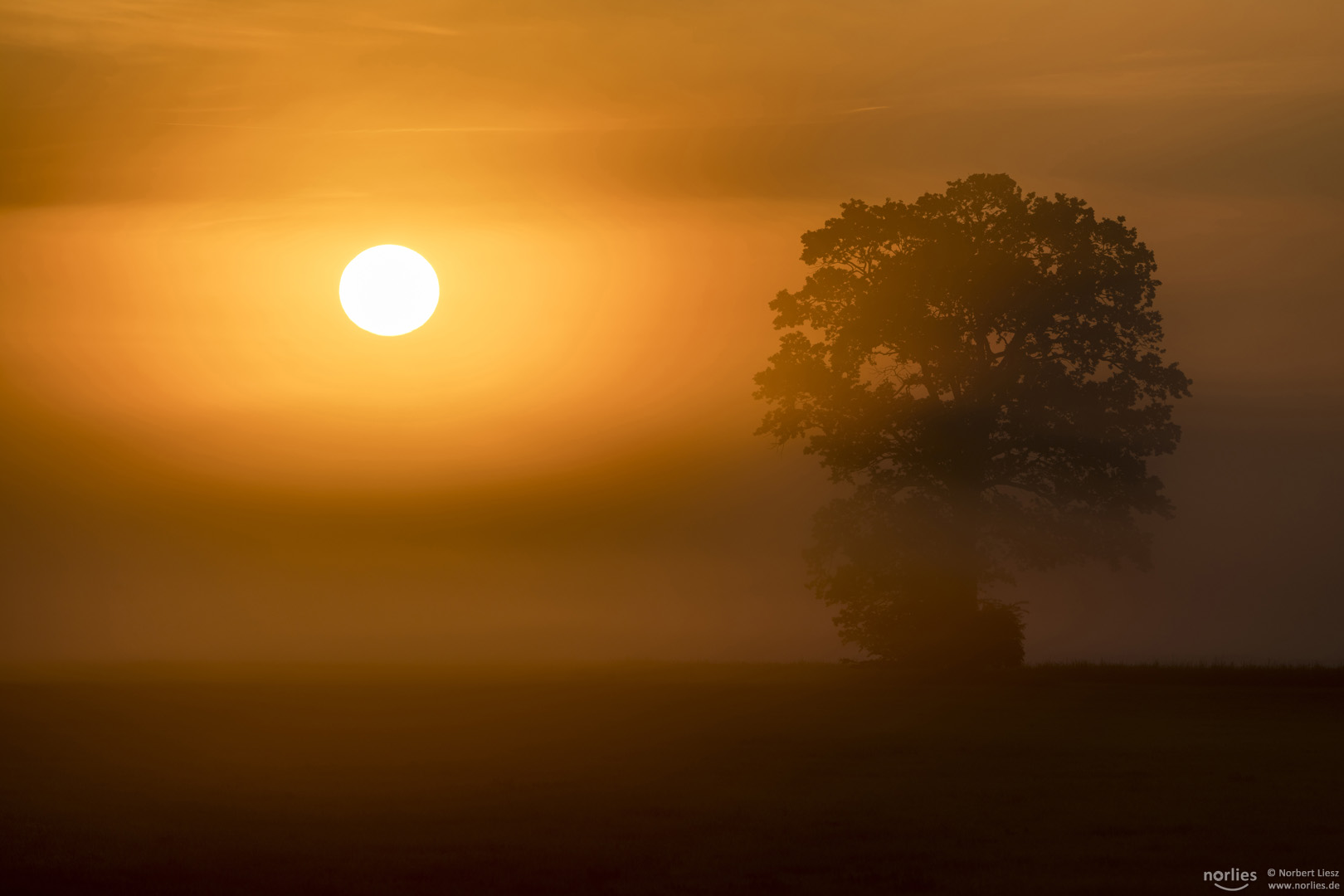 Nebelstimmung mit Sonne