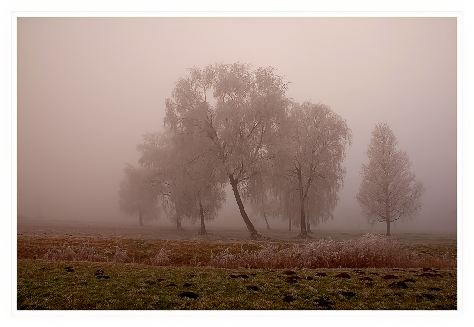 Nebelstimmung - Raureif 