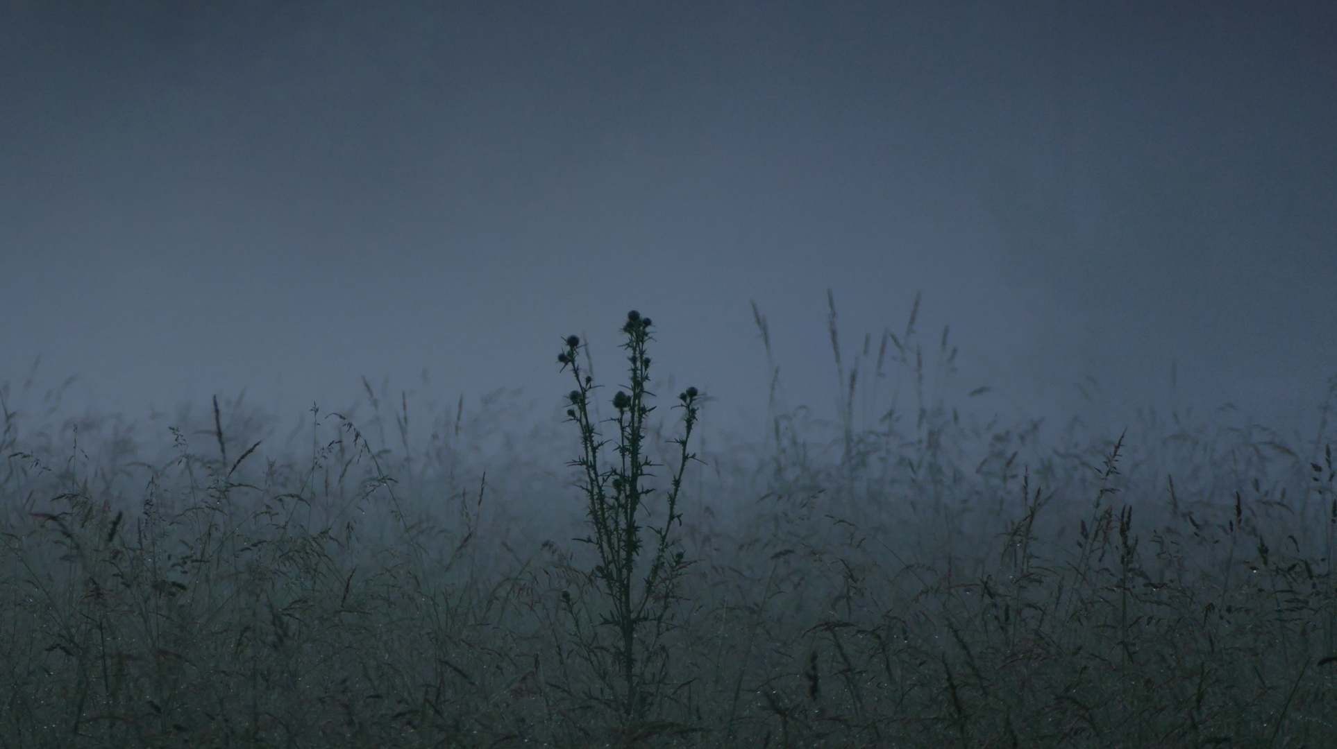 Nebelstimmung über den Feldern