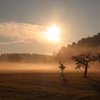 Nebelstimmung über der Wiese