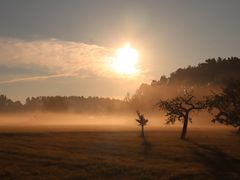 Nebelstimmung über der Wiese