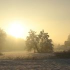 Nebelstimmung und Gegenlicht