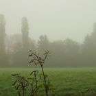 Nebelstimmungen auf einer Wiese im Norden