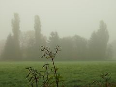 Nebelstimmungen auf einer Wiese im Norden