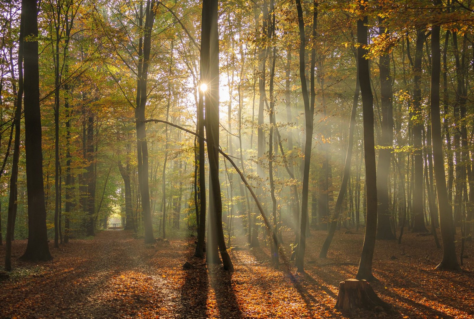 Nebelstrahlen im Herbstwald