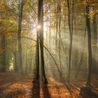 Nebelstrahlen im Herbstwald