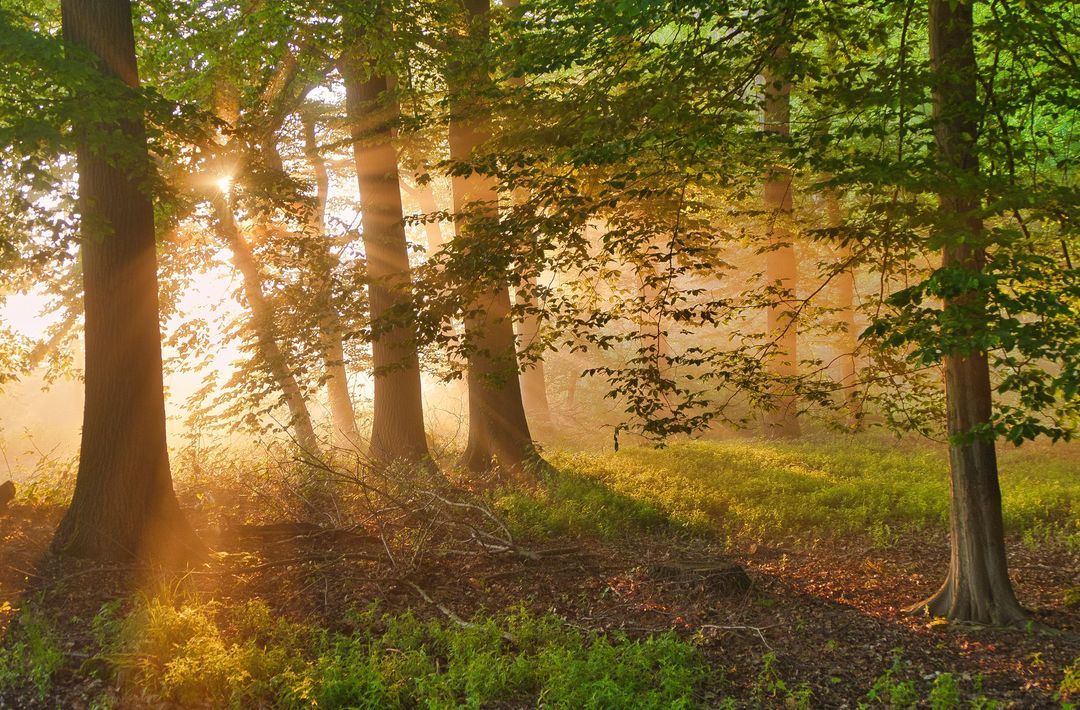 Nebelstrahlen im Wald