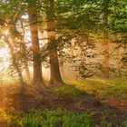 Nebelstrahlen im Wald