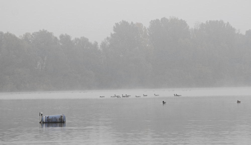 nebelsuppe nach herbstlicher art