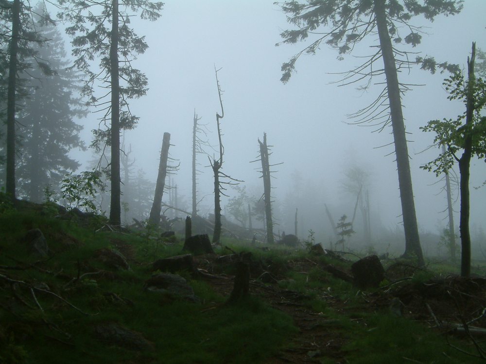 Nebelszene im Hochwald