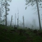 Nebelszene im Hochwald