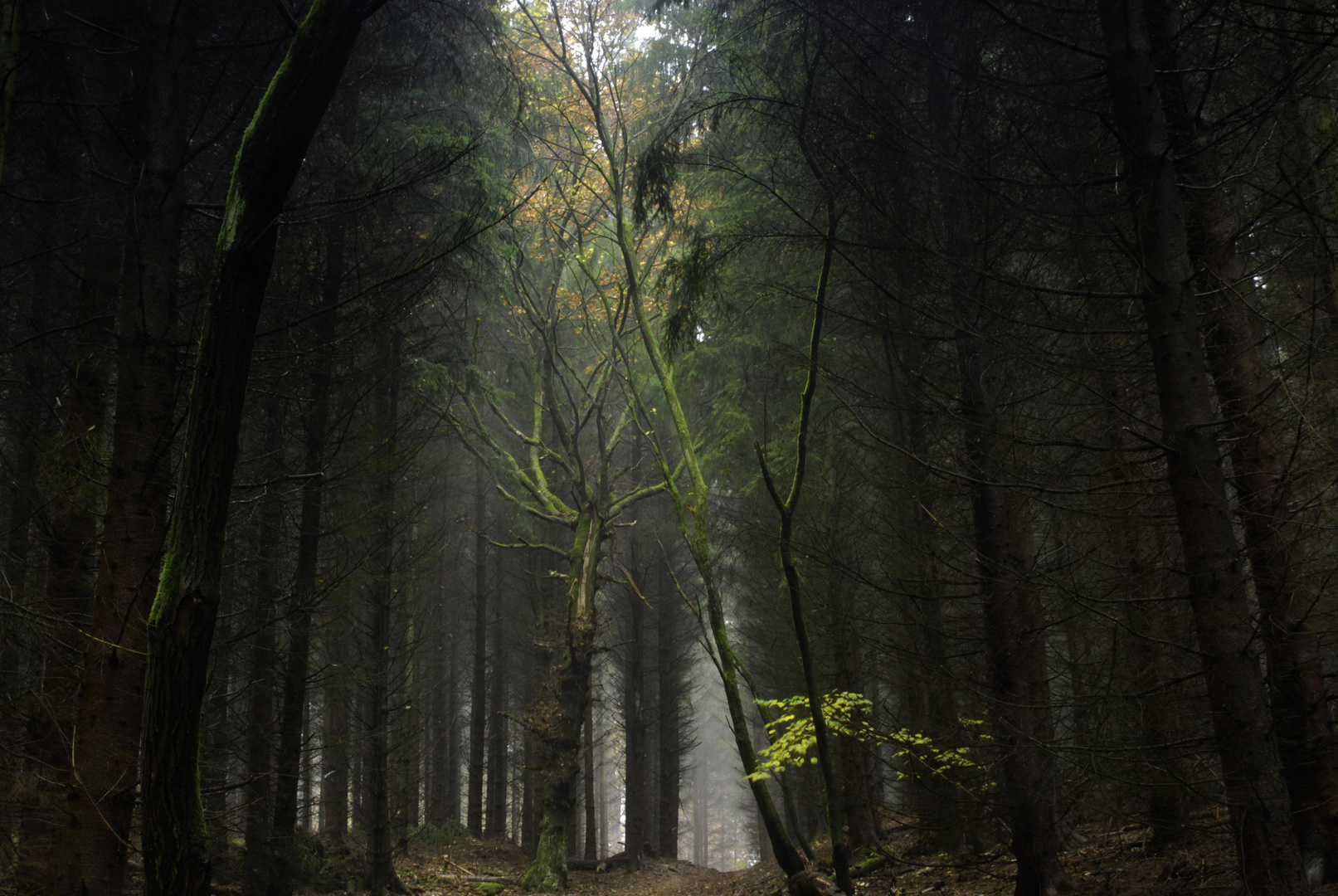 Nebeltag am Mannstein