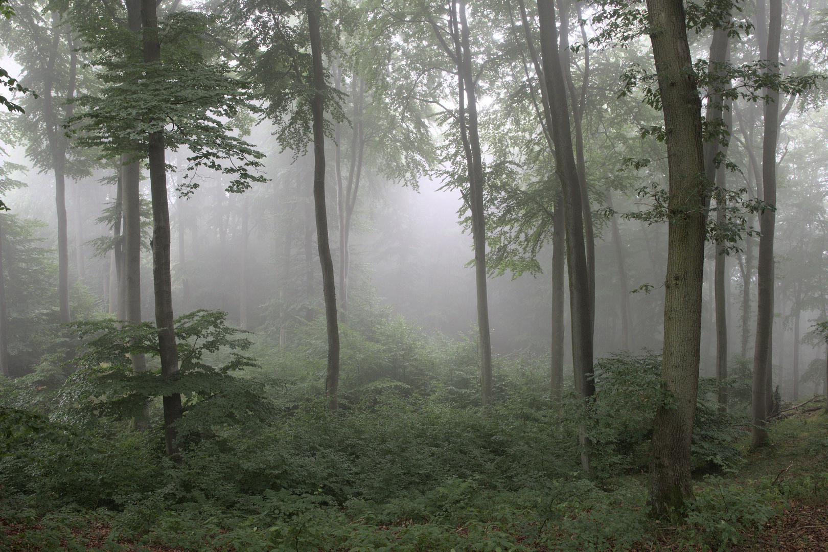 Nebeltag am Oelberg