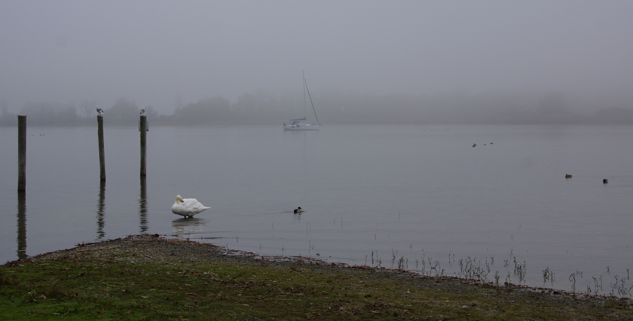 Nebeltag am See