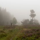 Nebeltag auf der Hochheide