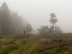 Nebeltag auf der Hochheide