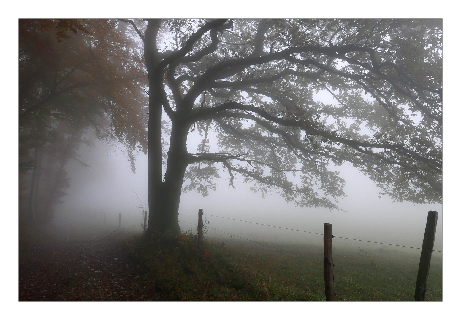 Nebeltag im Jura.