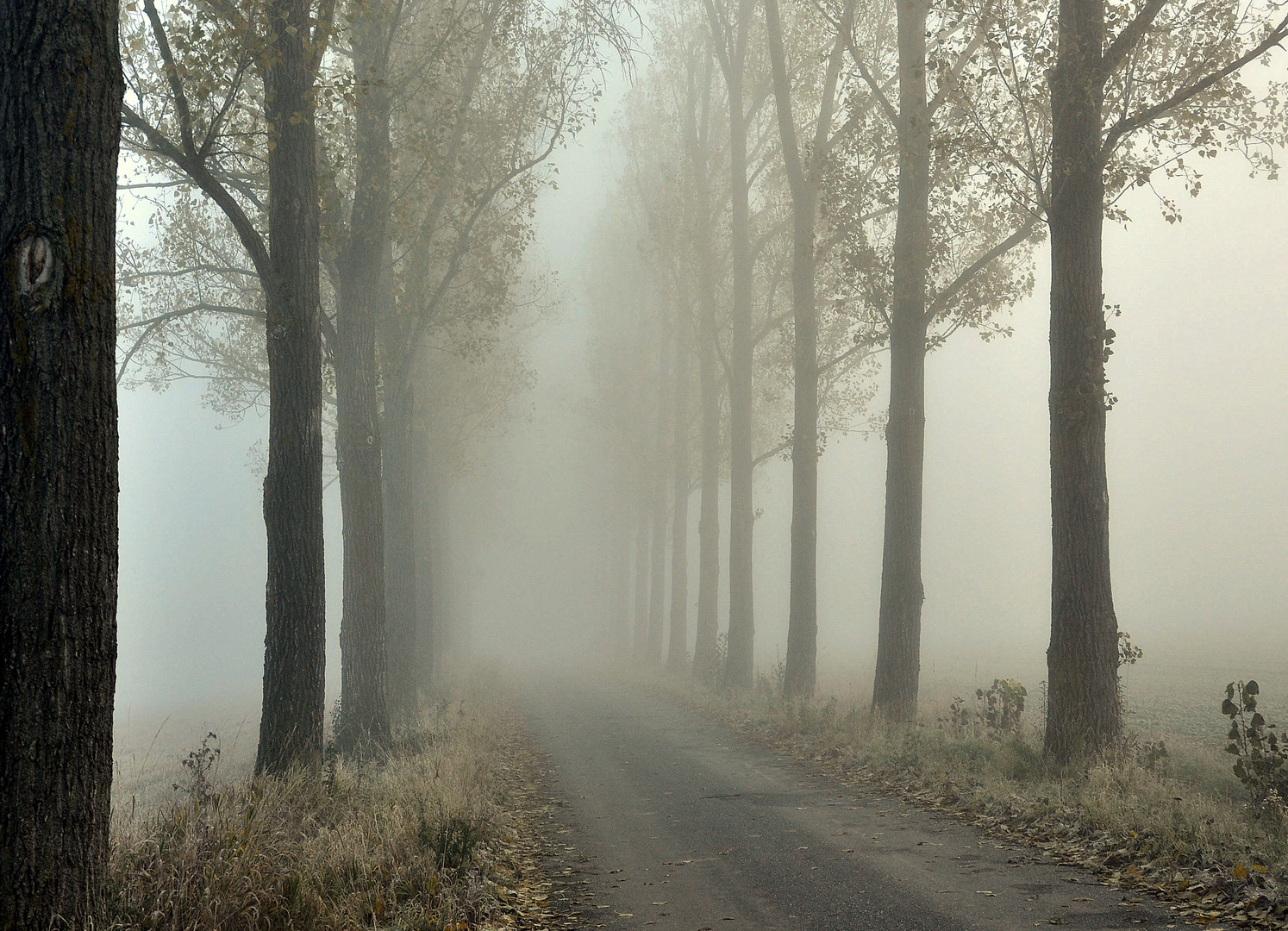 Nebeltag im November