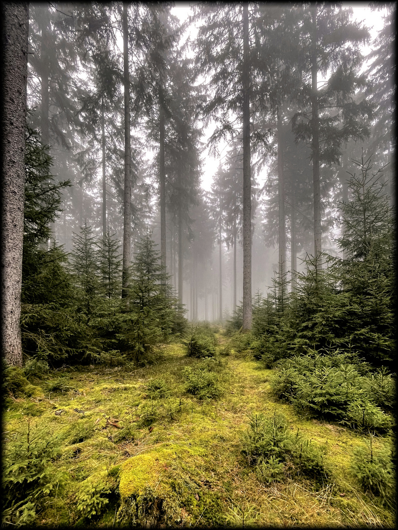 Nebeltag im Thüringer Wald