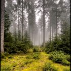 Nebeltag im Thüringer Wald