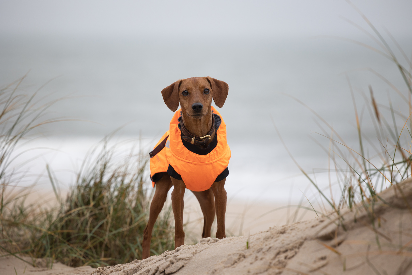 Nebeltage auf Sylt