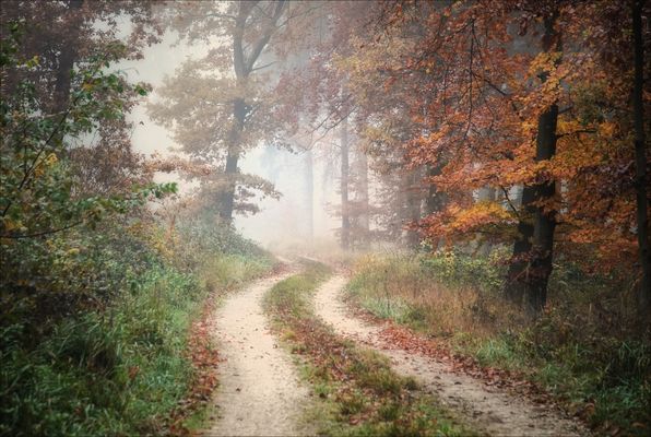 Nebeltage wie diese...