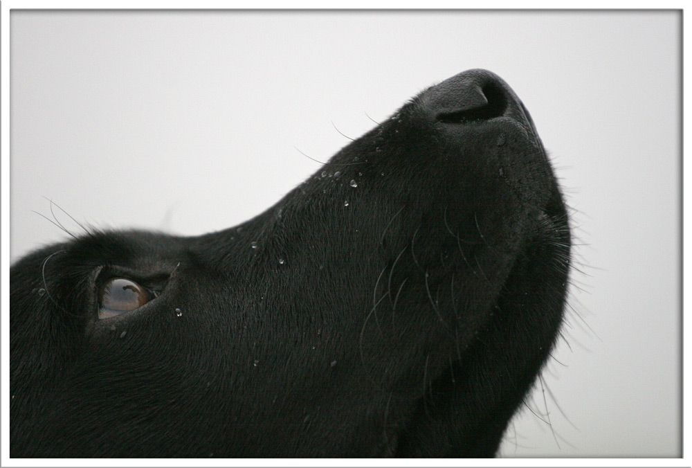 Nebeltau auf der Schnauze