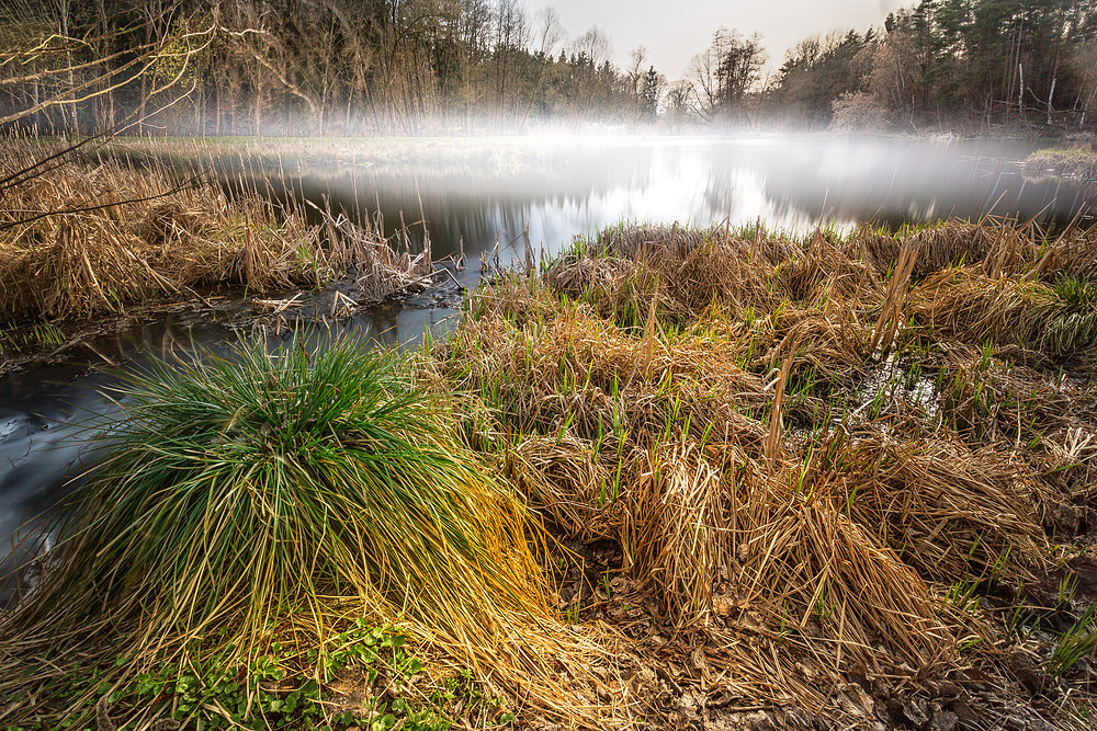 Nebel:Teich