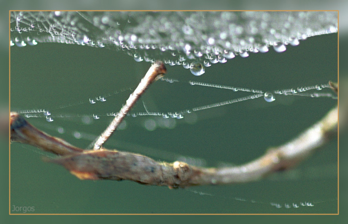 Nebeltropfen am Spinnennetz