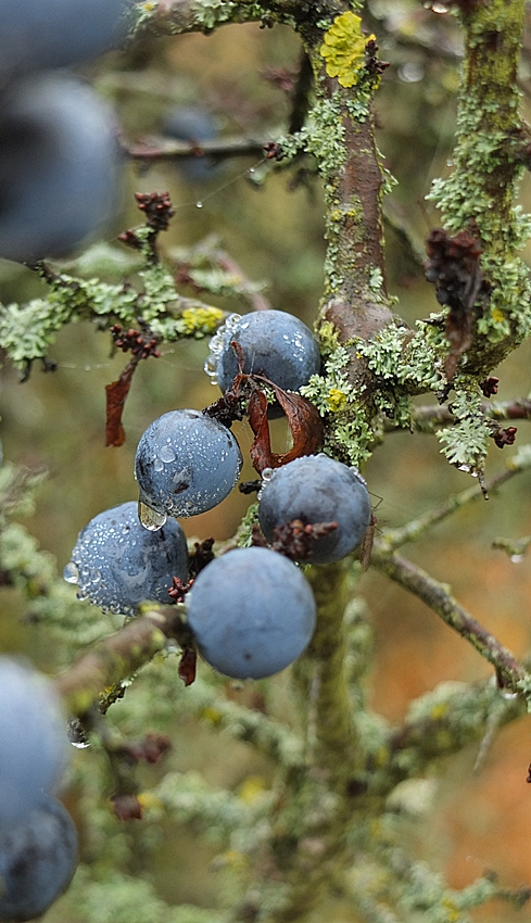 Nebeltropfen