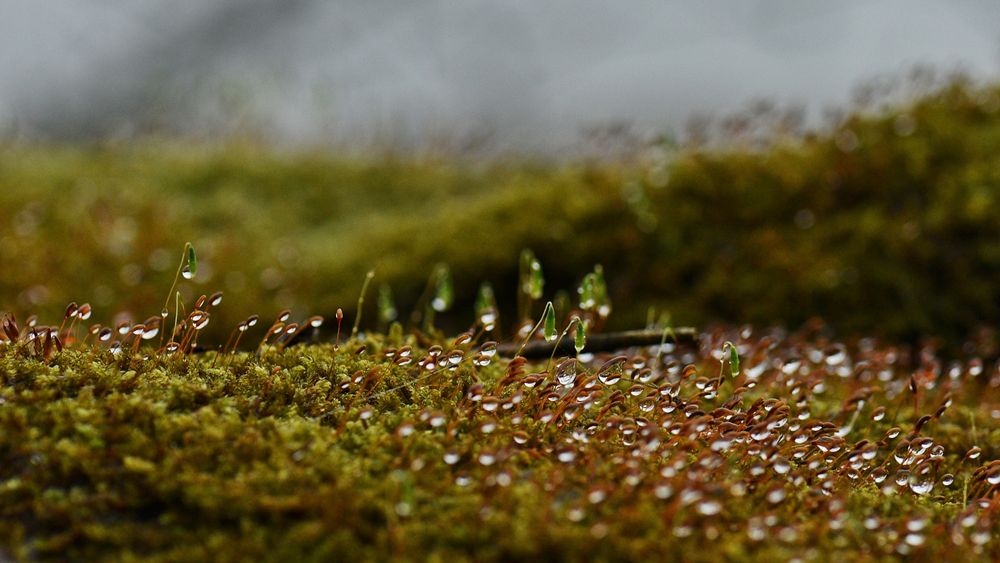 Nebeltropfen im Moos