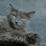 Nebelung / 6