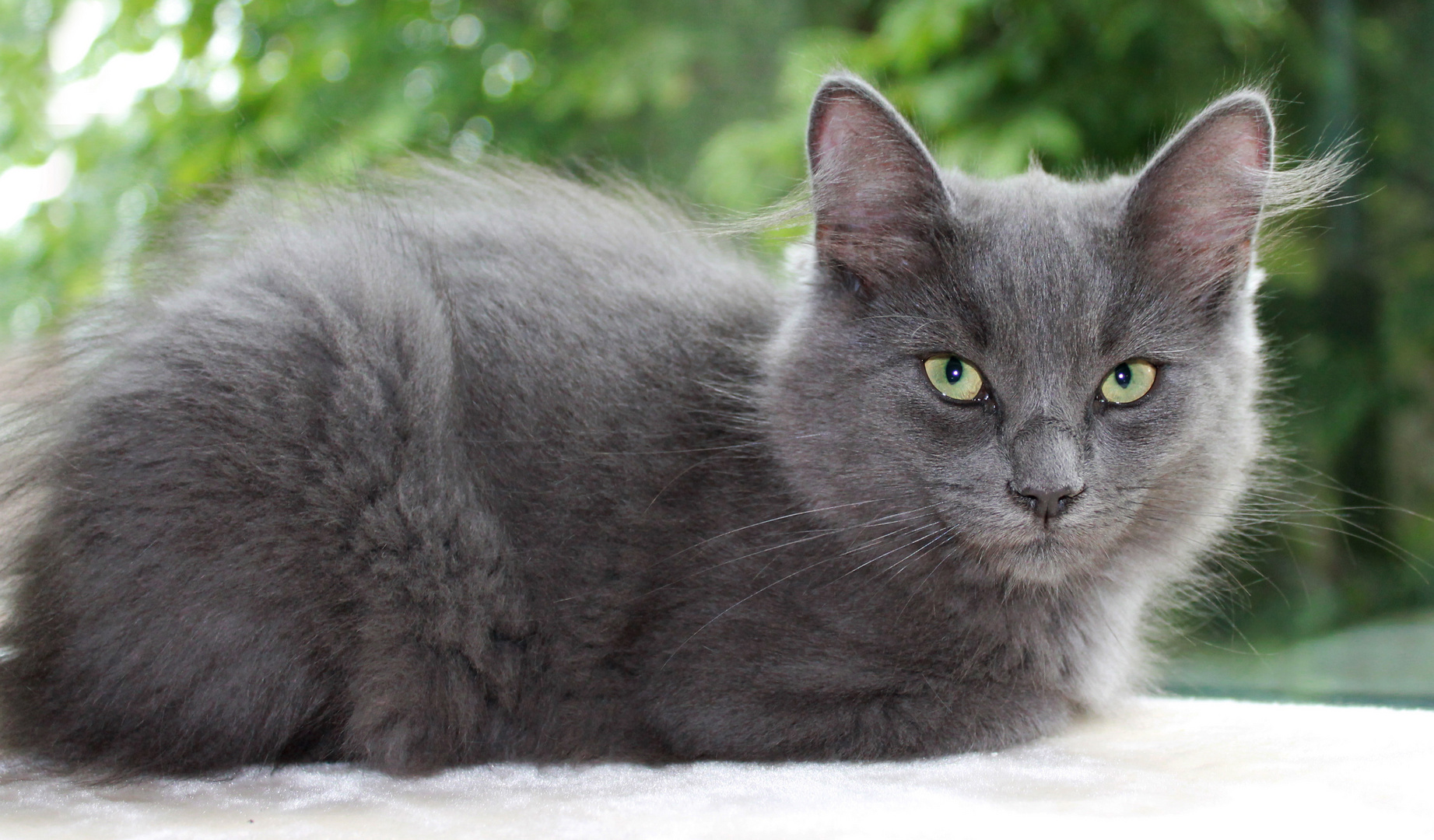 Nebelung