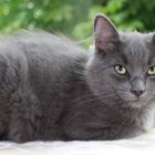 Nebelung