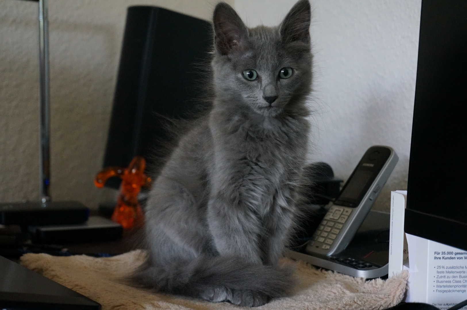 Nebelung Kater Rami 2