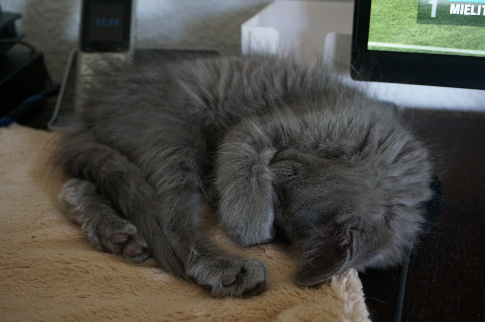 Nebelung Kater Rami