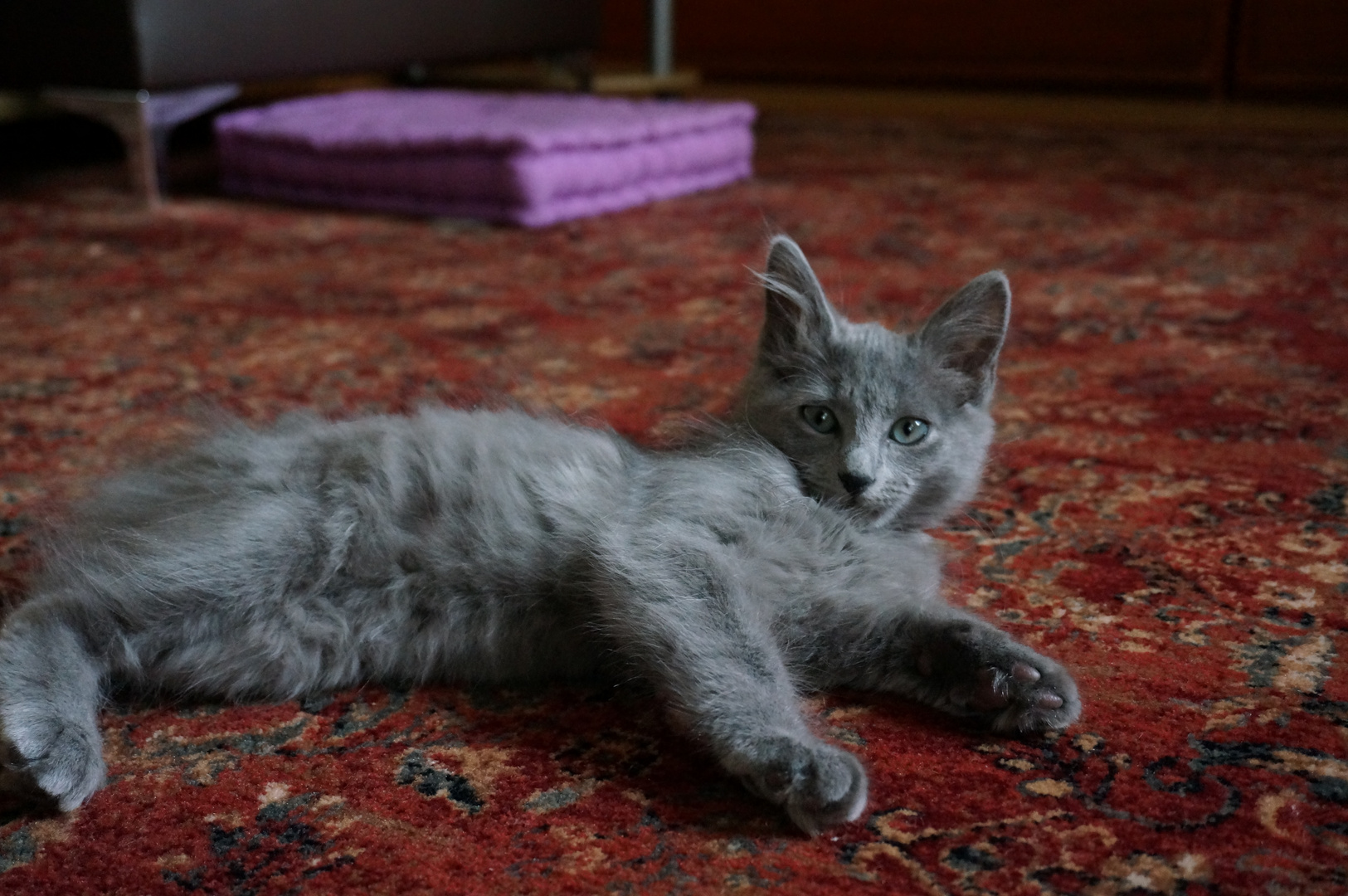 Nebelung Kater (Russisch Blau)